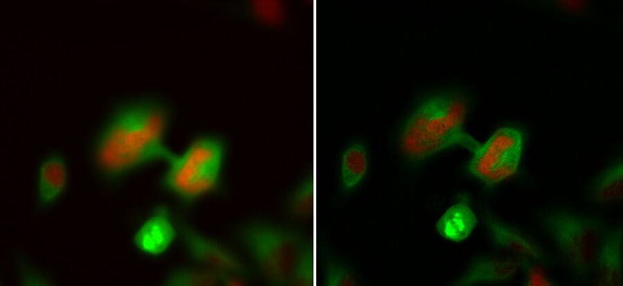 HeLa Kyoto cells (HKF1, H2B-mCherry, alpha Tubulin, mEGFP). Left image: Maximum projection of a z-stack prior to ICC and LVCC. Right image: Maximum projection of a mosaic z-stack after ICC and LVCC.