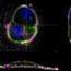 LAS X Coral Cryo: Interpolation based targeting in 3D using sections through the z-stack in x and y direction. The markers can be moved interactively in all relevant windows.
