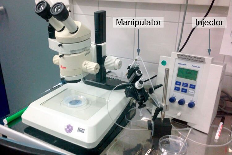 Fig. 9: MZ series stereo microscope with TL3000 base, manipulator, and injector used for transgenesis in a zebrafish lab (Courtesy of Dr. Ryu, Max-Planck-Institute, Heidelberg, Germany).