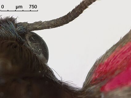 Zoom-in on the compound eye of cinnabar moth