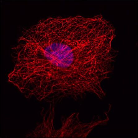 Dieses Bild zeigt eine indirekte Immunfluoreszenz-Färbung des zellulären Mikrotubuli-Netzwerks in einer Fibroblastenzelle (COS-7). 
