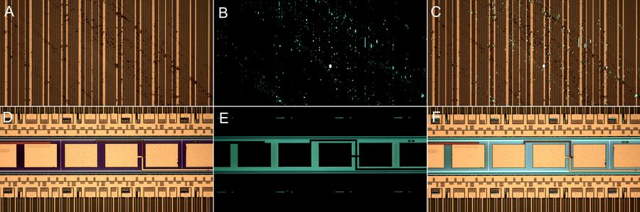 Images of the same area of a patterned wafer which were acquired with: A & D) brightfield illumination, B & E) fluorescence, and C & F) overlay of brightfield and fluorescence. Photoresist residue and contamination is clearly seen in the fluorescence and overlaid images.