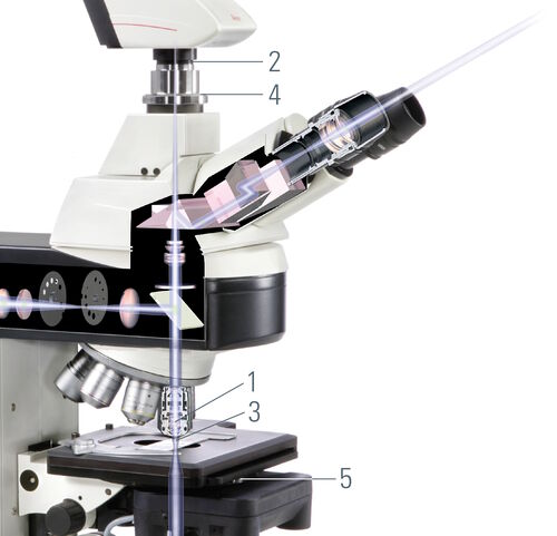 Where to clean: 1. Objective front lens; 2. Camera sensor cover glass; 3. Cover slip and specimen slide; 4. C-mount; 5. Condensor lens; 6. Miscellanous glass surfaces