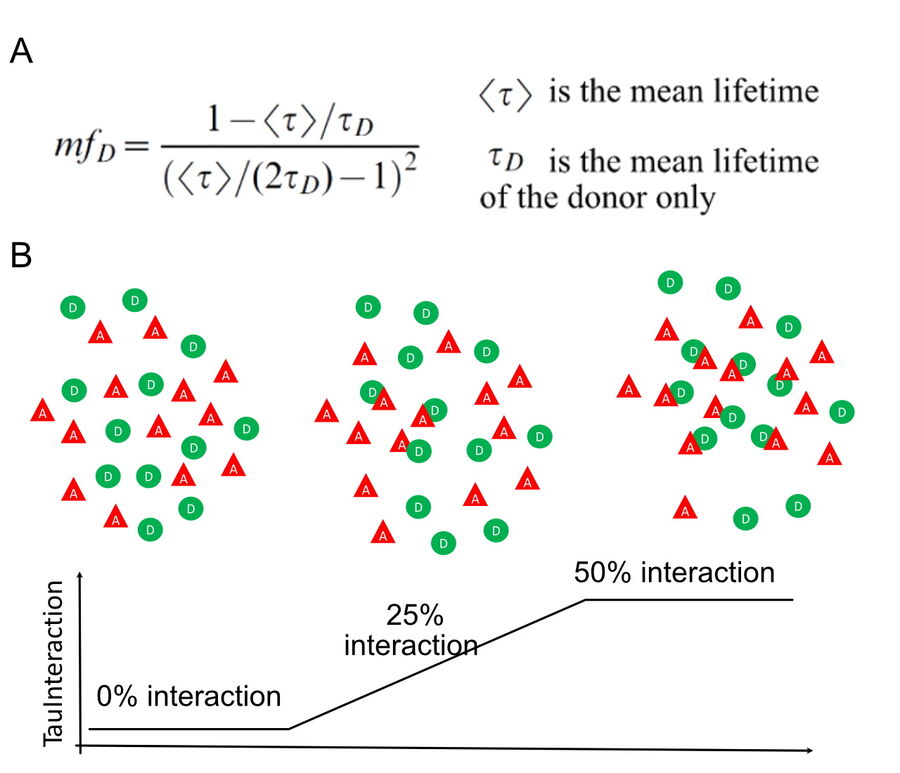 TauInteraction principle