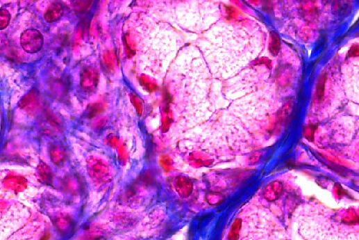 Immagine di ghiandola parotide colorata H&E, acquisita con la fotocamera per microscopia K3, con una profondità di 12 bit.