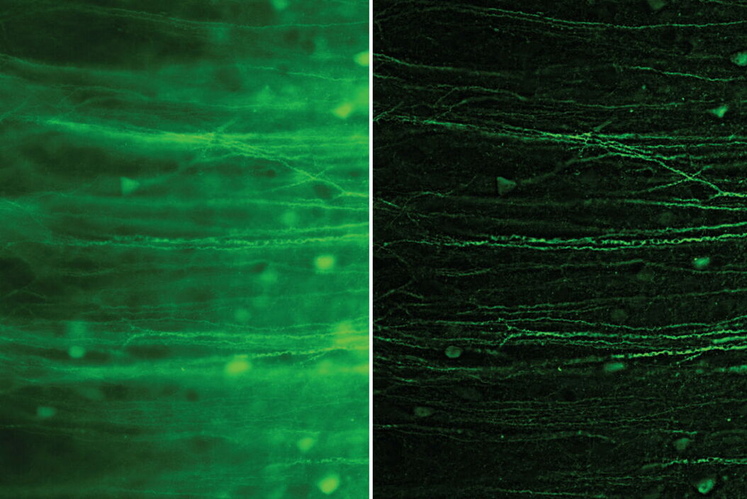  Cortical_Contributions_to_Complex_Learning_teaser.jpg