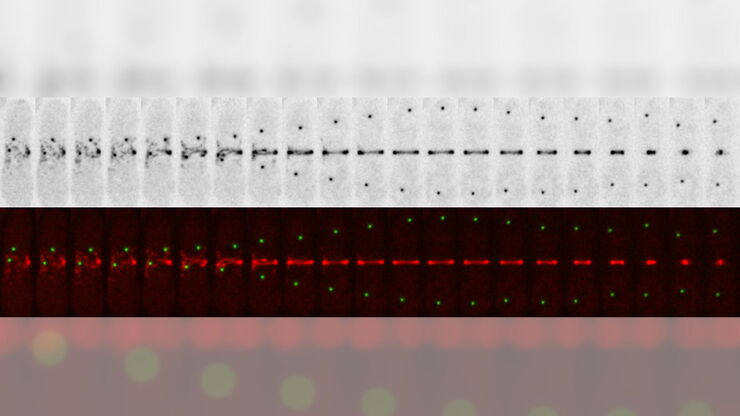 Dividing fission yeast S. pombe stained with two markers against spindle pole bodies (Pcp1-GFP, green) and cytokinesis ring (Rlc1-mCherry; red). Dividing fission yeast S. pombe stained with two markers against spindle pole bodies (Pcp1-GFP, green) and cytokinesis ring (Rlc1-mCherry; red).