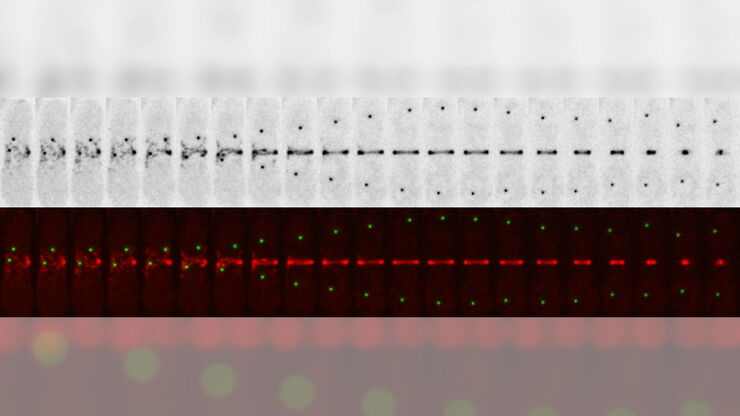 Dividing fission yeast S. pombe stained with two markers against spindle pole bodies (Pcp1-GFP, green) and cytokinesis ring (Rlc1-mCherry; red).