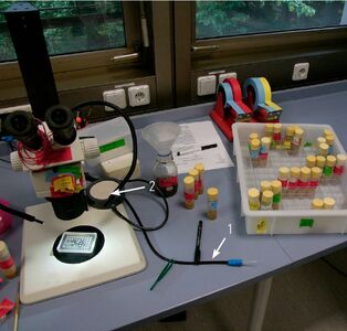 Typical Drosophila lab with stereo microscopes for fly pushing