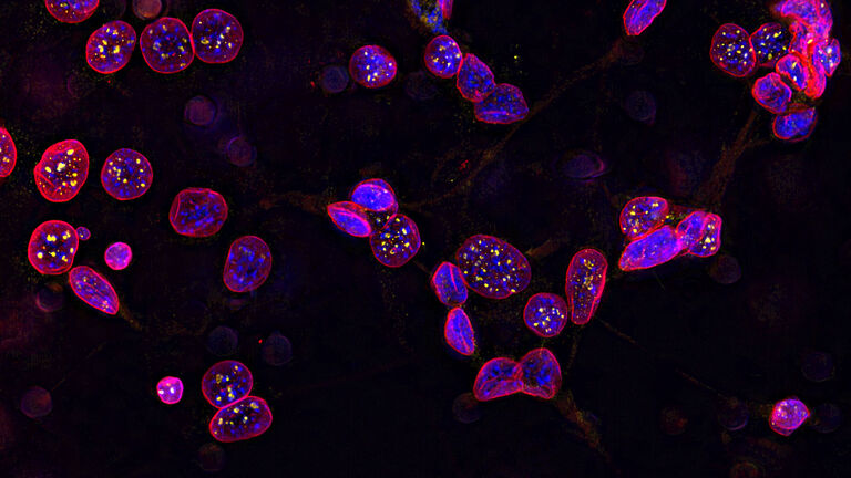 Life Science Research | Applications | Leica Microsystems