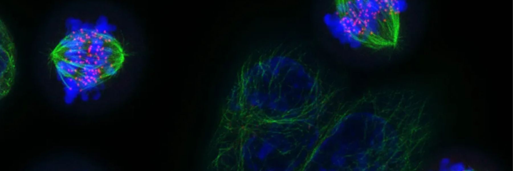 When the cell divides, microtubules attach to the chromosomes by their kinetochores and form a beautiful structure called the mitotic spindle. The microtubules then pull individual chromosomes into the daughter cells, ensuring every new cell has a copy of each and every chromosome. Image courtesy of Danny Gold, University of Oxford.