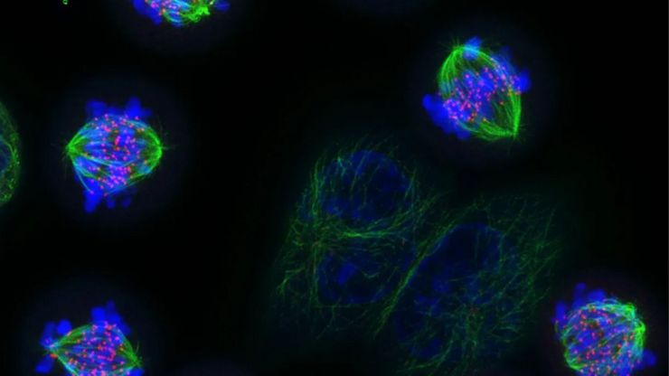 When the cell divides, microtubules attach to the chromosomes by their kinetochores and form a beautiful structure called the mitotic spindle. The microtubules then pull individual chromosomes into the daughter cells, ensuring every new cell has a copy of each and every chromosome. Image courtesy of Danny Gold, University of Oxford.