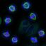 When the cell divides, microtubules attach to the chromosomes by their kinetochores and form a beautiful structure called the mitotic spindle. The microtubules then pull individual chromosomes into the daughter cells, ensuring every new cell has a copy of each and every chromosome. Image courtesy of Danny Gold, University of Oxford.
