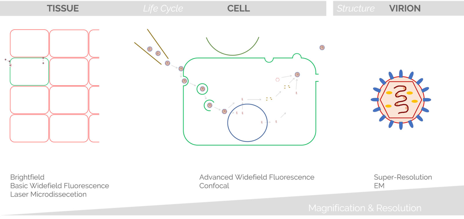 Studying Virus Replication with Fluorescence Microscopy