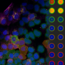 Composite image of a four color assay of cultured U2OS cells (left) and multiwell heatmap (right). 