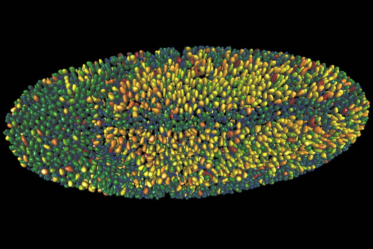 Single timepoint of a drosophilia embryo, 3D object detection Single timepoint of a drosophilia embryo, 3D object detection