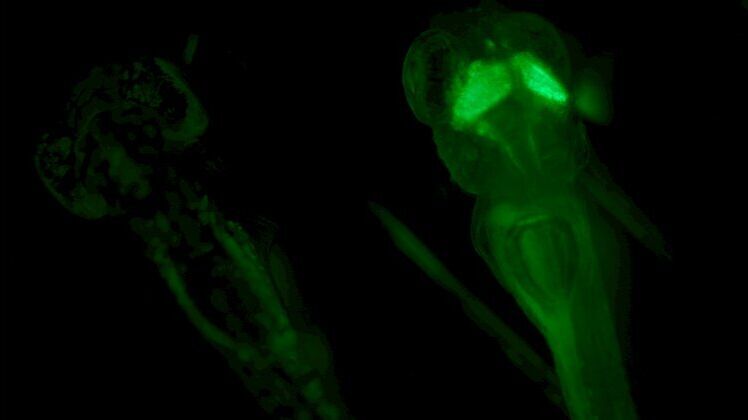 Screening di Zebrafish in fluorescenza