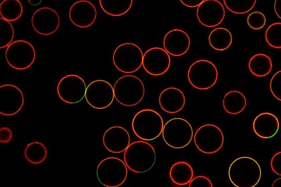 Phase-separated giant-unilamellar-vesicles (equatorial scan) where the liquid-ordered phase is marked with ATTO 488-DPPE (green) and the liquid-disordered phase with ATTO 647N-DOPE (red). 