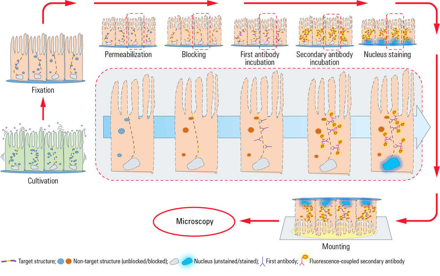 [Translate to German:] Typical workflow of indirect IF with epithelial cells adherently growing on coverslips