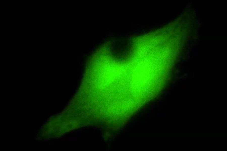 Some microscopy techniques demand the simultaneous coupling of additional light sources or lasers. For example, bleaching during the course of FRAP experiments is executed by a laser coupled into the infinite light path.