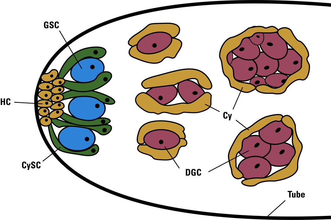  Drosophila_Testis_Niche_Stem_Cells_Intro.jpg
