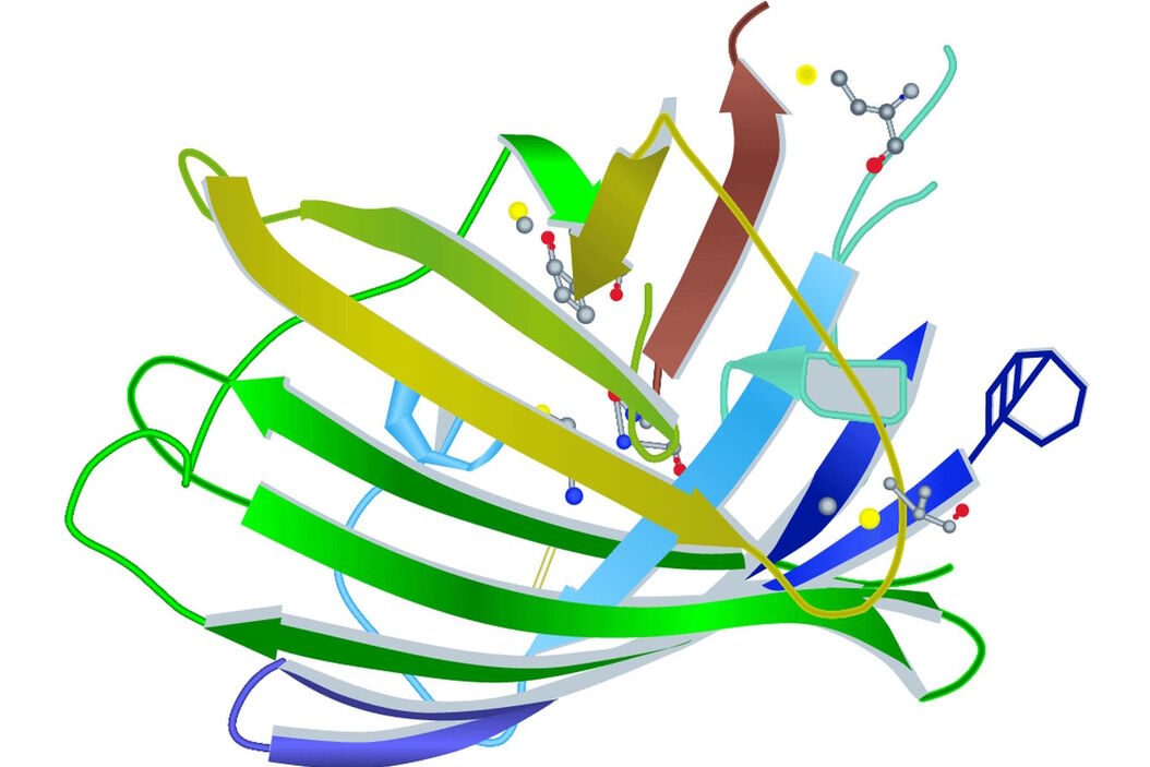 [Translate to chinese:] Molecular structure of the green fluorescent protein (GFP) Fluorescent-Proteins.jpg