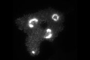 Images from 2 time-lapse series of the same Sf21 moth larval cells illuminated with: TIRF mode. Images were acquired with the DMi8 S Infinity TIRF HP system. Courtesy of Domokos Lauko, Welch Lab, Molecular and Cell Biology, University of California, Berkeley, USA.