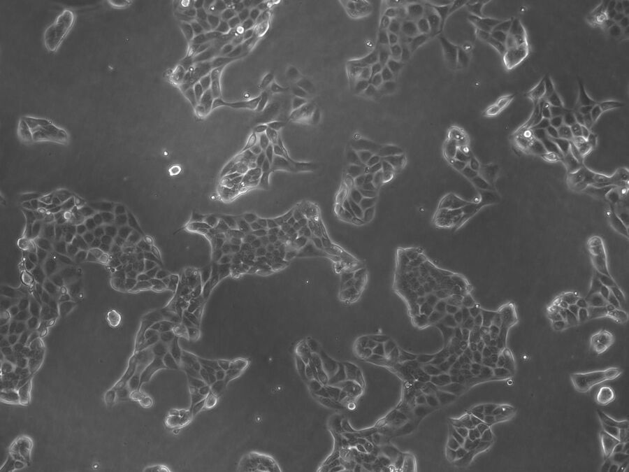 Brightfield image of MDCK cells