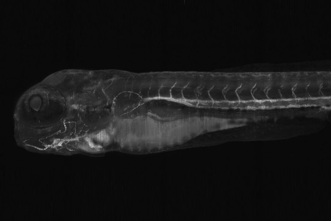 Light sheet microscopy tilescan of zebrafish.  DLS_Sample_Preparation_zebrafish_tilescan_intro.jpg
