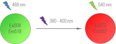 The fluorescence emission of Kaede can be converted from green to red. 488 nm excitation light leads to fluorescence emission at 518 nm.