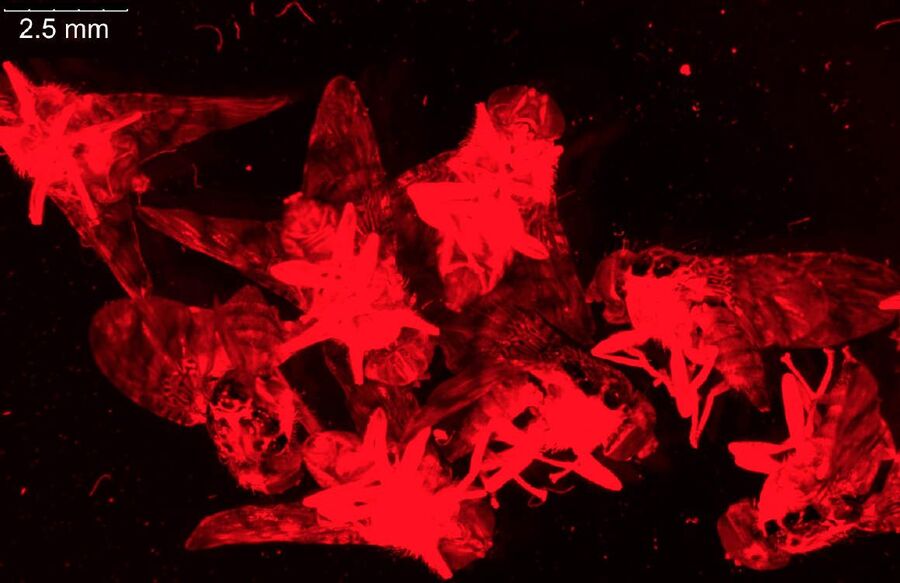 Fluorescence stereo microscope image of anesthetized Mediterranean fruit flies recorded with a Leica M205 FA. The flies are expressing RFP (red fluorescent protein).