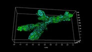 [Translate to chinese:] Branched organoid growing in collagen where the Nuclei are labeled blue. To detect the mechanosignaling process, the YAP1 is labeled green.