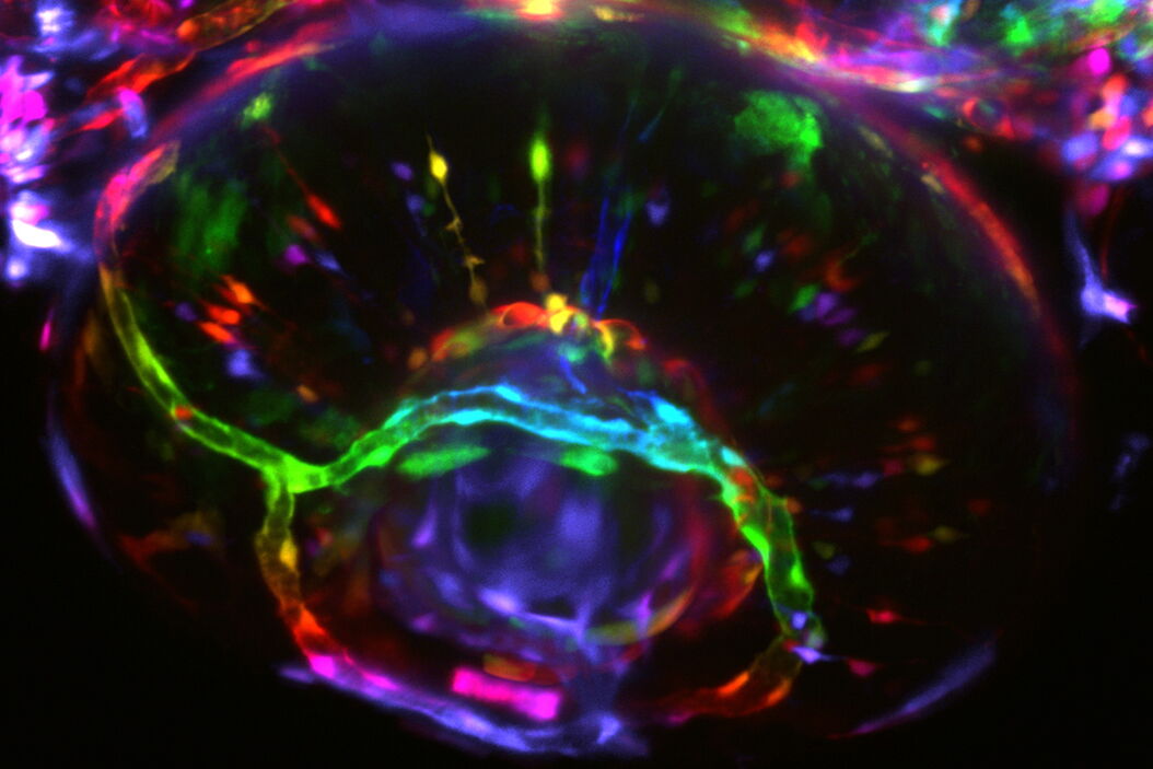 Depth coding of endothelial cells in zebrafish eye. Courtesy of Basile Gurchenkov, Imaging Center of the IGBMC, Illkirch-Graffenstaden, France. Depth_Coding_of_Endothelial_Cells_in_Zebrafish_Eye.jpg