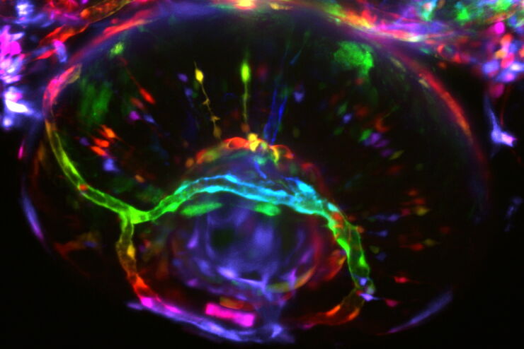 Depth coding of endothelial cells in zebrafish eye. Courtesy of Basile Gurchenkov, Imaging Center of the IGBMC, Illkirch-Graffenstaden, France.