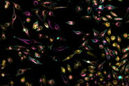 Living HeLa cells stained with WGA-488 (yellow), SPY-Actin (cyan), and SiR-Tubulin (magenta). Instant Computational Clearing (ICC) was applied.