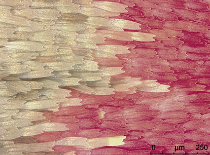 Zoom-in on the pattern of the wings of a cinnabar moth