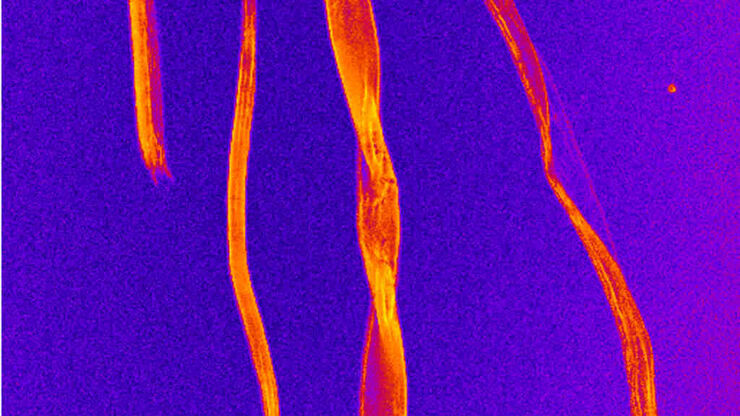 CARS image of cellulose fibers. The fibers are visualized through the C–H vibrations of the polyglucan chains in cellulose.