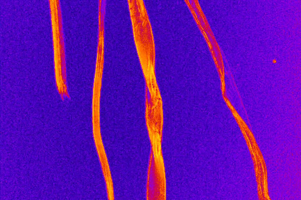 CARS image of cellulose fibers. The fibers are visualized through the C–H vibrations of the polyglucan chains in cellulose. Fig3_02_02.jpg
