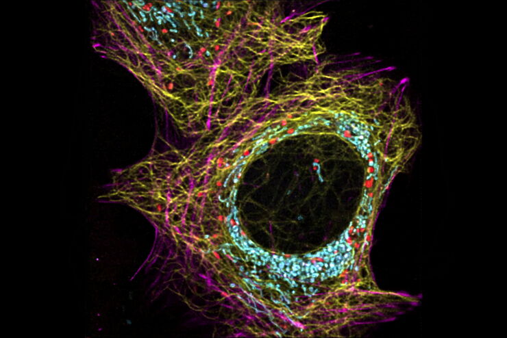AiviaMotion: Truly simultaneous multicolor imaging of live cells (U2OS) in 3D