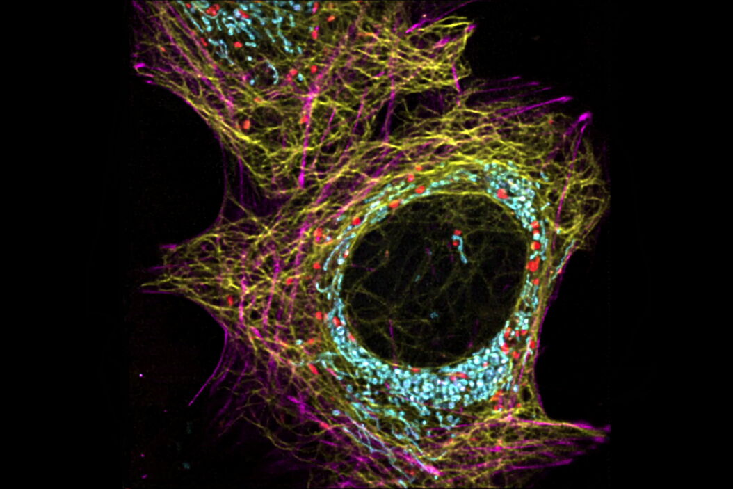 Dynamic Signal Enhancement powered by Aivia:  Truly simultaneous multicolor imaging of live cells (U2OS) in 3D How_Artificial_Intelligence_Enhances_Confocal_Imaging_teaser.jpg