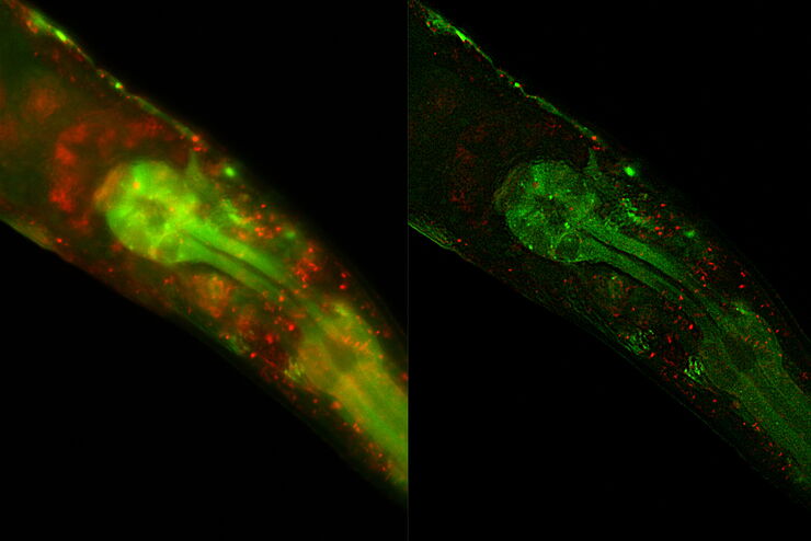 Macroscopic extended depth of field images of C. elegans