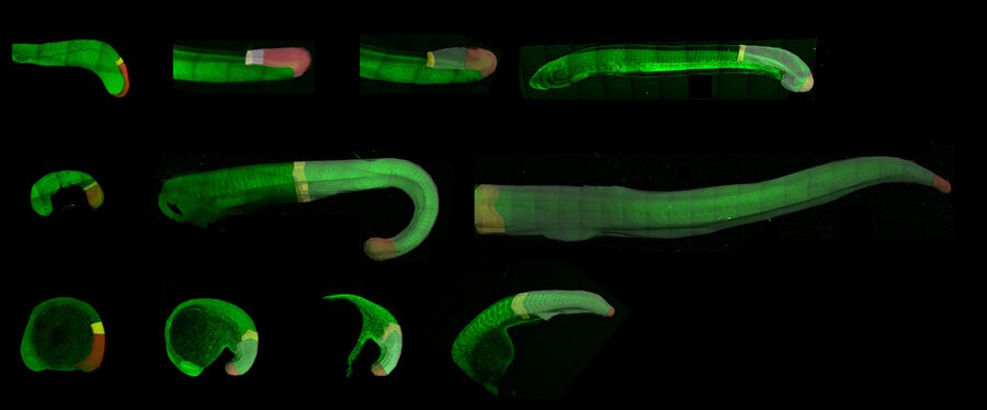 Developing embryos of different species at different stages during the elongation of their posterior body axis, from left to right in developmental time. The labelled regions in red depict a region of undifferentiated cells called the tailbud, with the corresponding region generated from that tissue shaded in grey. Upper row: lamprey; middle row: catshark; bottom row, zebrafish. This figure has been adapted from the following publication: Steventon, B., Duarte, F., Lagadec, R., Mazan, S., Nicolas, J.-F., & Hirsinger, E. (2016). Species tailoured contribution of volumetric growth and tissue convergence to posterior body elongation in vertebrates. Development, 2016. 143(10):1732-41