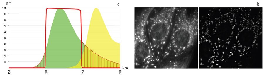 a) The fluorescence emission profile of Alexa 488 (green curve)and Alexa 555 (yellow curve). The overlap of the two emissions spectra is plain to see. The red line indicates the band pass of a 488 emissions filter. Only the emission wavelengths fitting under this line makes it past the filter to the detector. The red shaded areas show the part of the 488 signal (~20%) blocked by the filter to limit cross talk with adjacent dyes. b) The 2 images in Figure 1b show channel bleed through (image left) and its suppression (image right) by using a band pass filter. In the cases the red dye used to stain the micro tubules can clearly be seen in the image of mitochondria as the image was acquired using a multi band pass filter cube but without an emissions filter in front of the detector. The red dye (microtubules) is cross excited with the green dye (mitochondria) leading to sever channel bleed through. In the second image the cross talk has been eliminated by using the correct emissions filter.