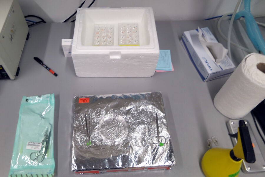 Figure 10: Mouse surgery setup for breast cancer research showing utensils for excision and transplantation.