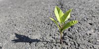 Environmental stewardship: Plant growing