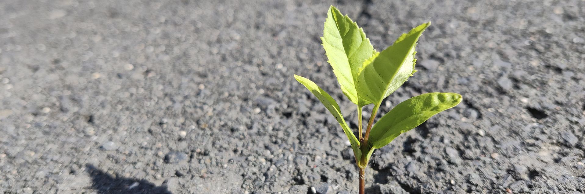 Environmental stewardship: Plant growing