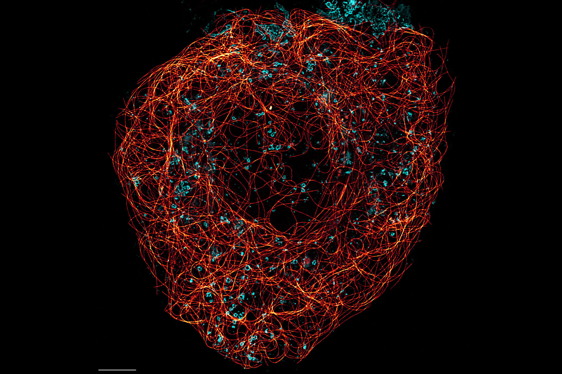 STED Cytoskeleton and membranes in live cell imaged with TauSTED - STED