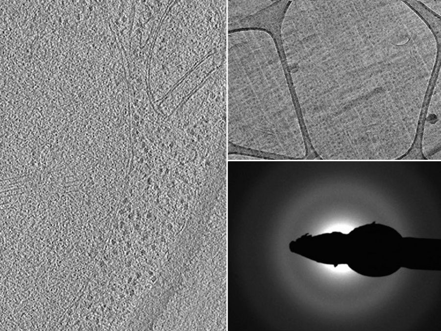 Images of a yeast specimen prepared with HPF and ultramicrotomy: Left) optical slice from a tomographic reconstruction; Top right) EM micrograph showing a yeast cell; and Bottom right) diffraction pattern image. Courtesy of J. O'Driscoll, D.K. Clare, and H. Saibil, Department of Crystallography, Birkbeck, University of London, UK.