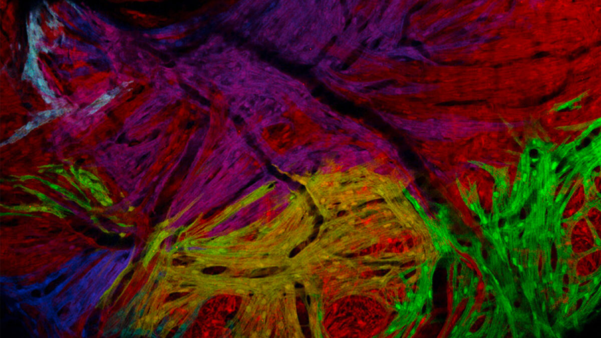 Zebrafish Radiography A Guide to Zebrafish Research | Learn & Share | Leica Microsystems