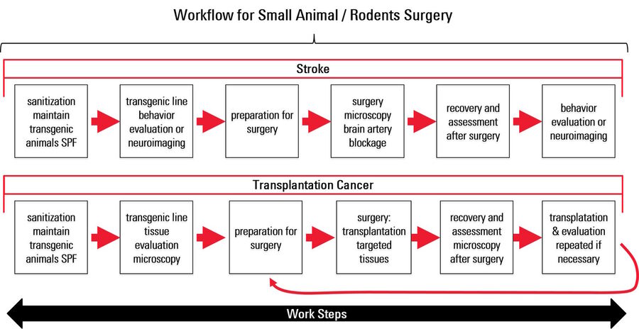Work steps typically done in laboratories performing surgery on small animals and rodents in medical and developmental biology research, specifically for stroke and cancer studies.